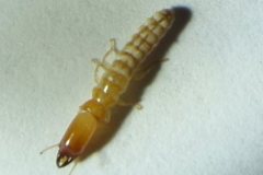 Dampwood-termite-Soldier