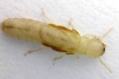 Dampwood-termite-developing-reproductive