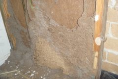 Inside-wall-cavity-with-Termite-Damage