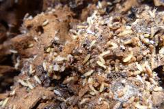 Microcerotermes-spp-Termites