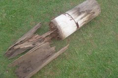 Stump-with-Termite-Damages