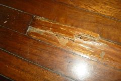 Termite-Damage-in-Hardwood-flooring