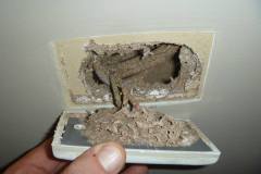 Termite-Damage-in-Power-Socket