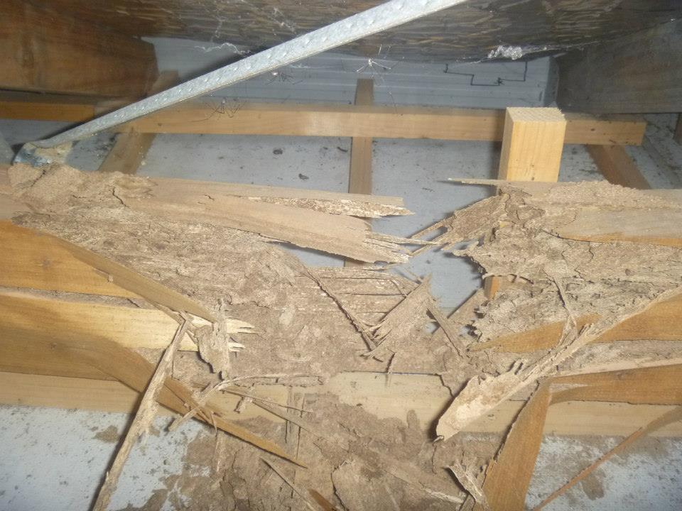Roof Truss Damage Schedorhinotermes